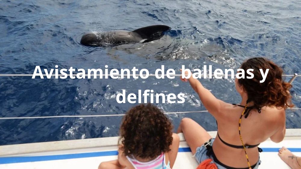 Ballenas y delfines